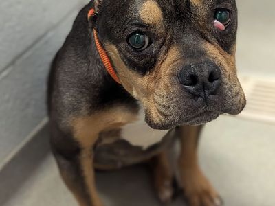 A163188 Lakely is Available for Adoption!