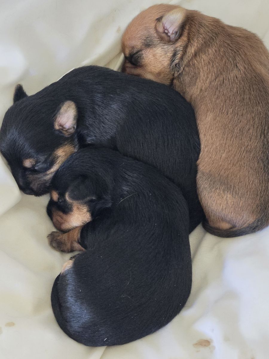Yorkie Puppies -  Adorable & Playful