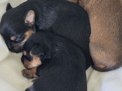 Yorkie Puppies - Adorable & Playful