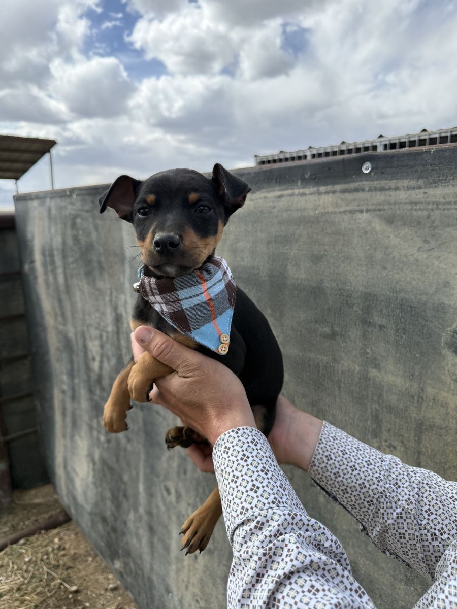 Registered Rat Terrier Puppies