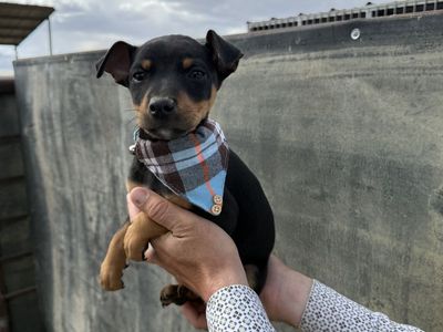 Registered Rat Terrier Puppies
