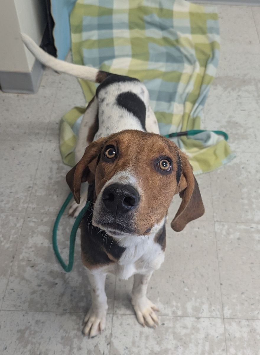 A162018 Elvis is Available for Adoption!