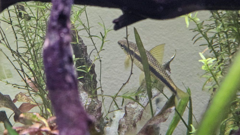 Siamese Algae Eater (SAE) Live Freshwater Aquarium Fish