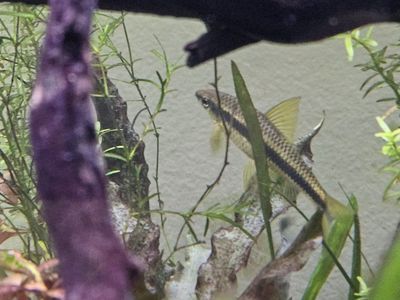 Siamese Algae Eater (SAE) Live Freshwater Aquarium Fish