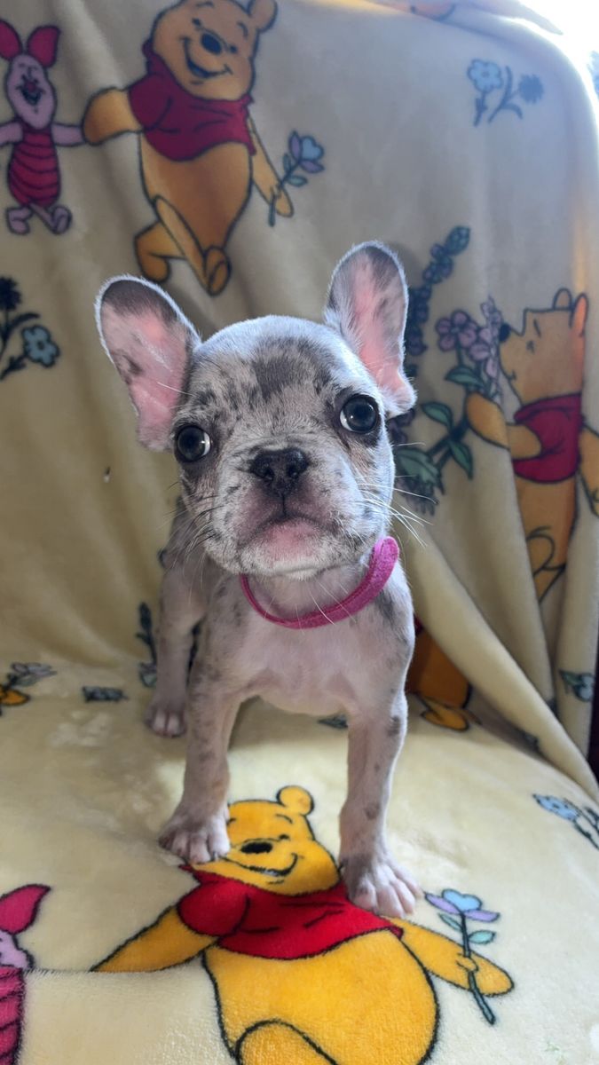 Female French Bulldogs
