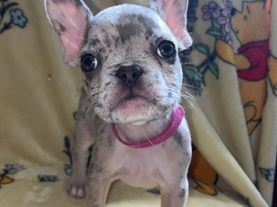Female French Bulldogs
