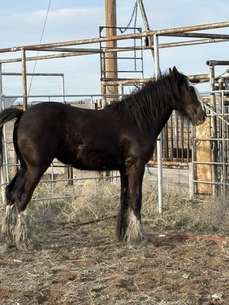 Shire Draft Colt