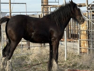 Shire Draft Colt