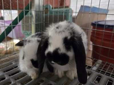 Mini Lop Bunny Rabbit Kit
