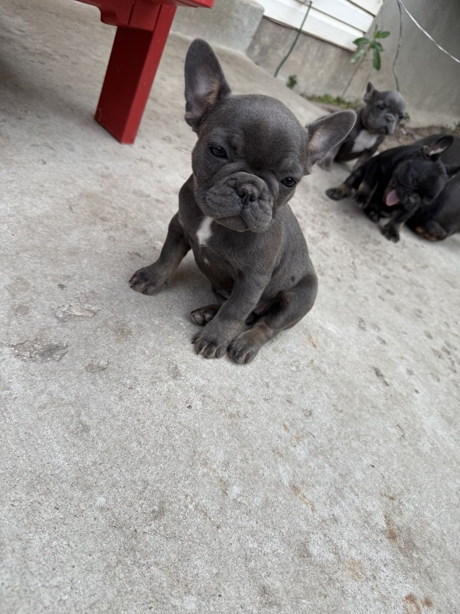 Frenchie puppies