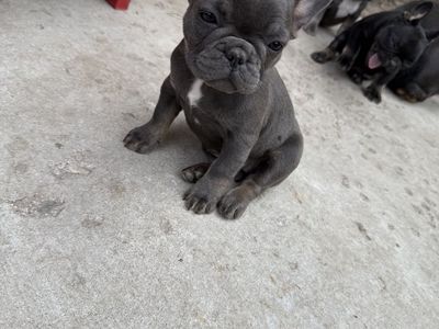 Frenchie puppies
