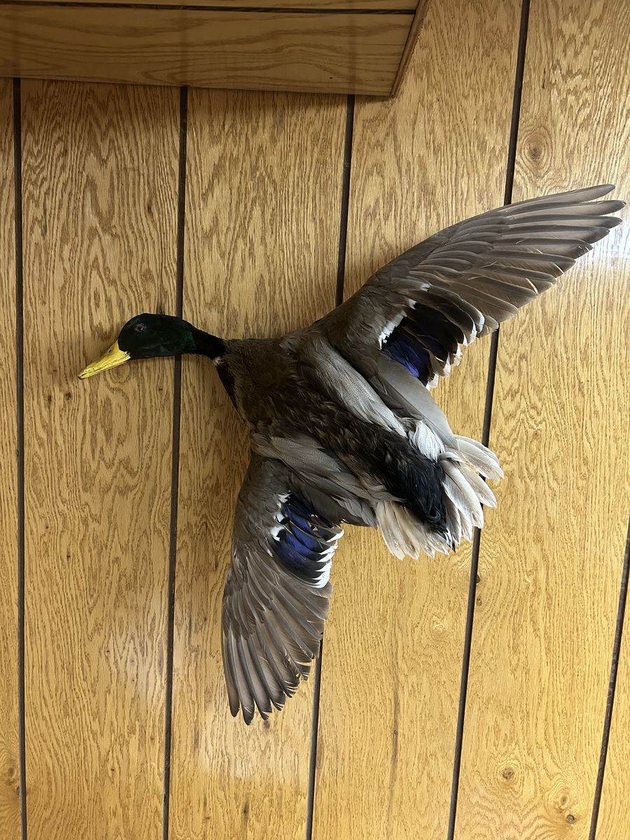 Lifesize drake mallard duck flying pose taxidermy