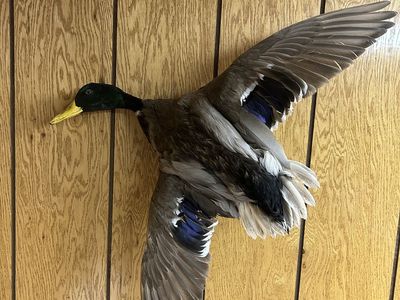 Lifesize drake mallard duck flying pose taxidermy