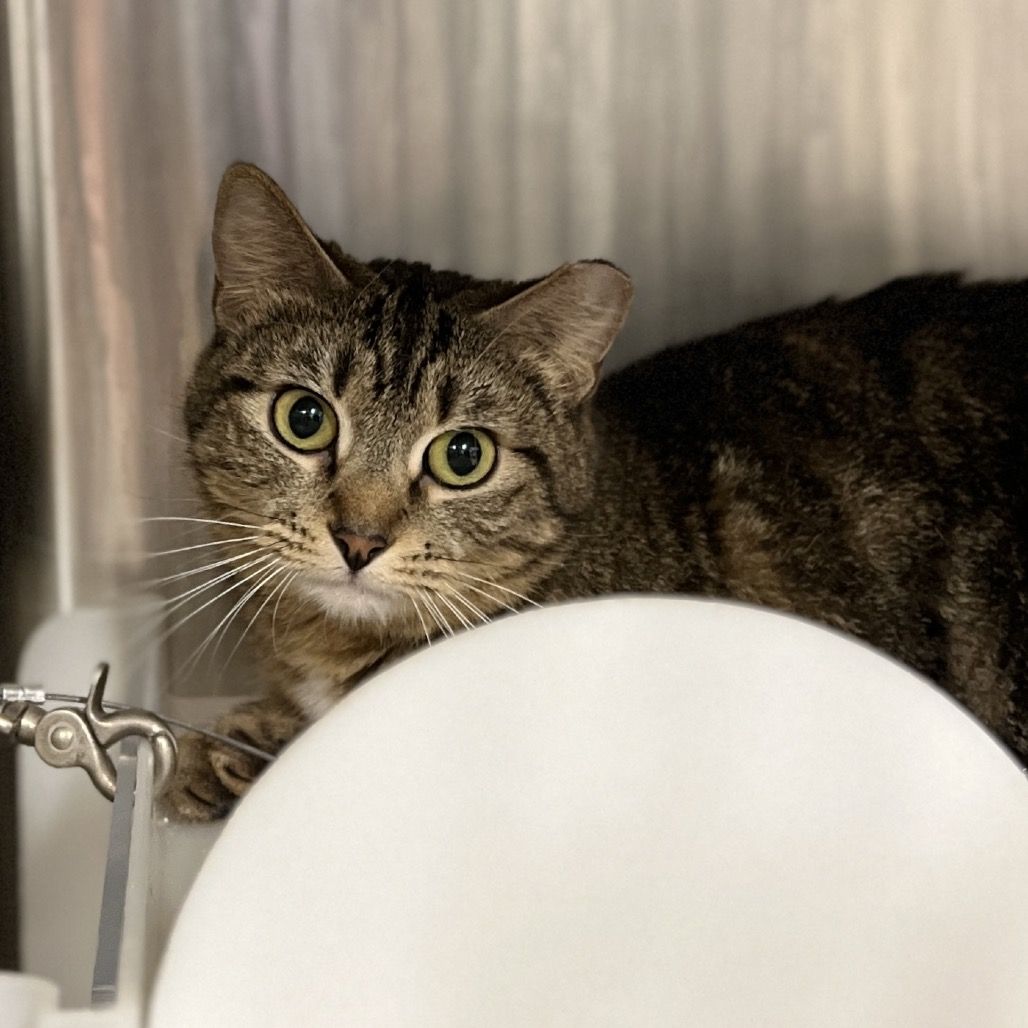 Hello my name is Triscuit