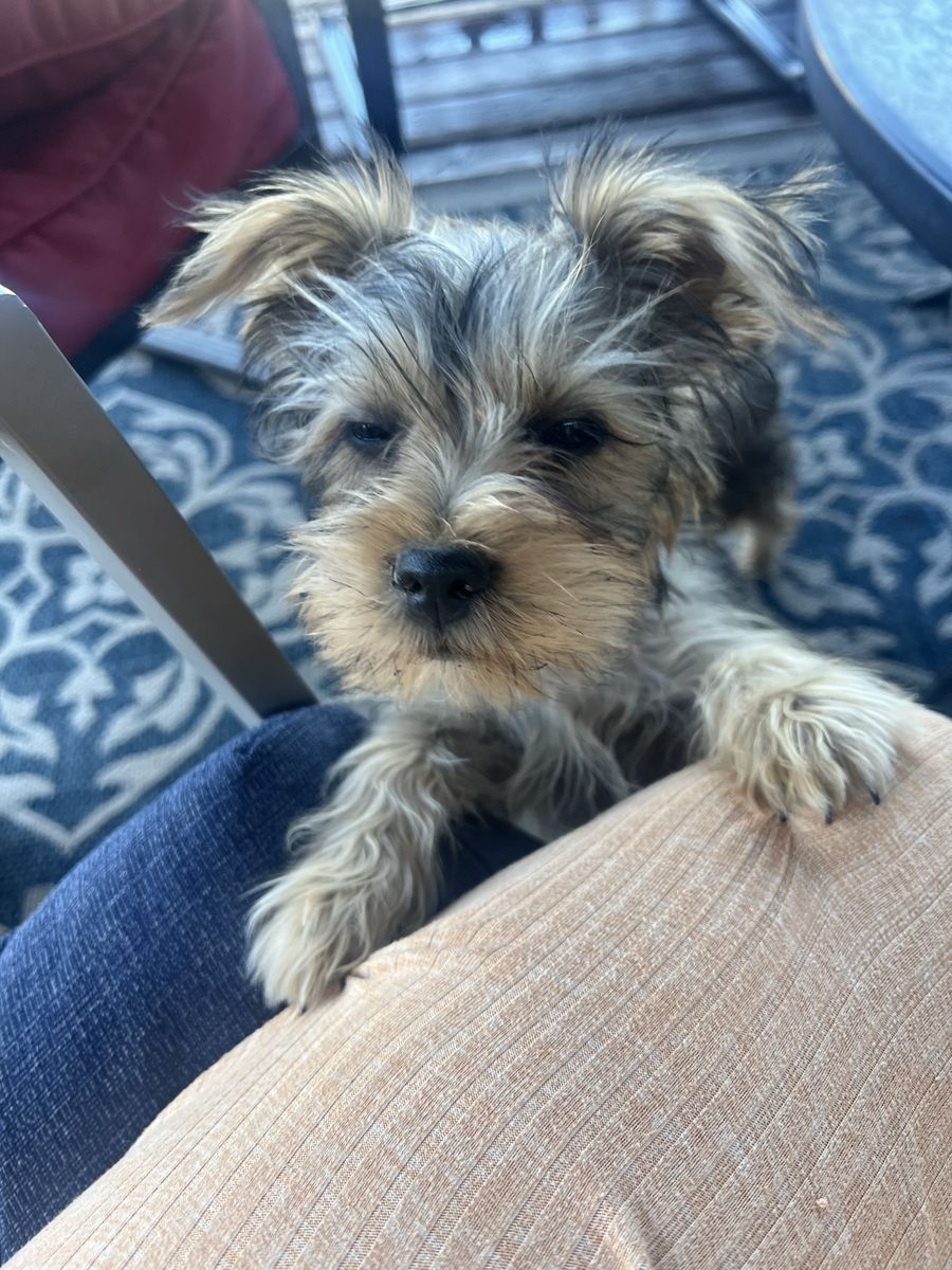 Yorkie puppy
