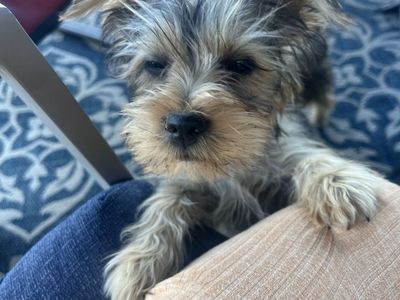 Yorkie puppy