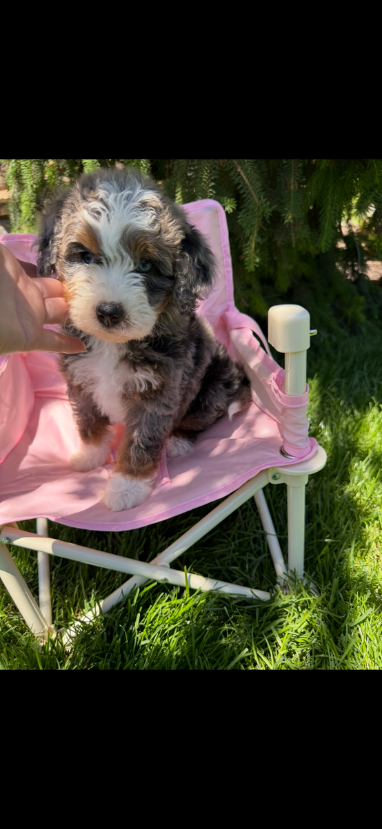 Mini Bernedoodles