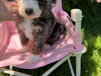 Mini Bernedoodles