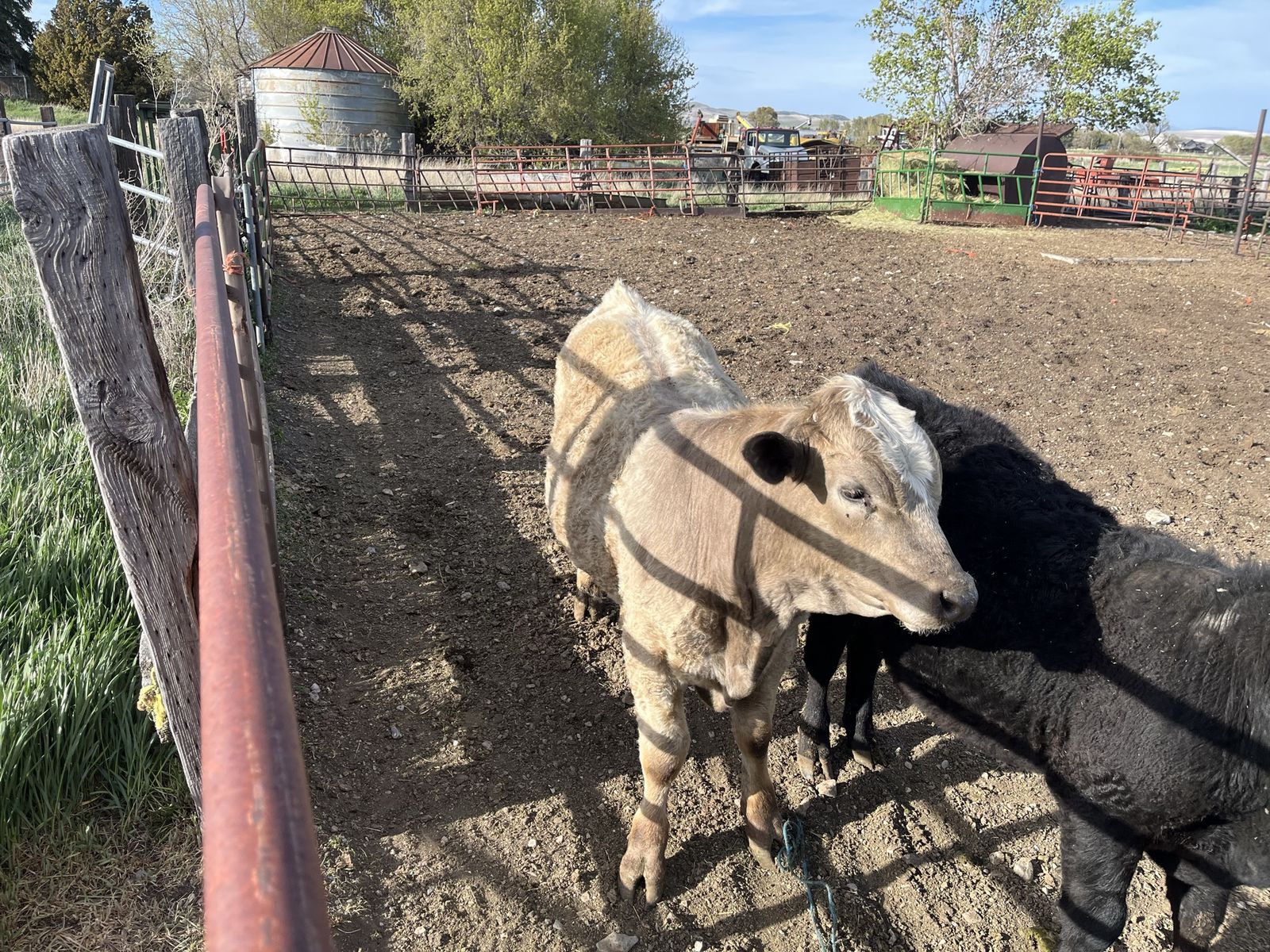 Bulls for sale