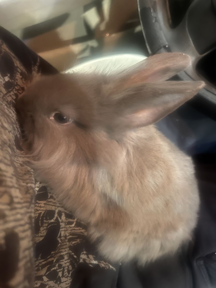 Mixed breed bunnies for sale need gone asap!