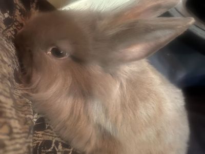 Mixed breed bunnies for sale need gone asap!