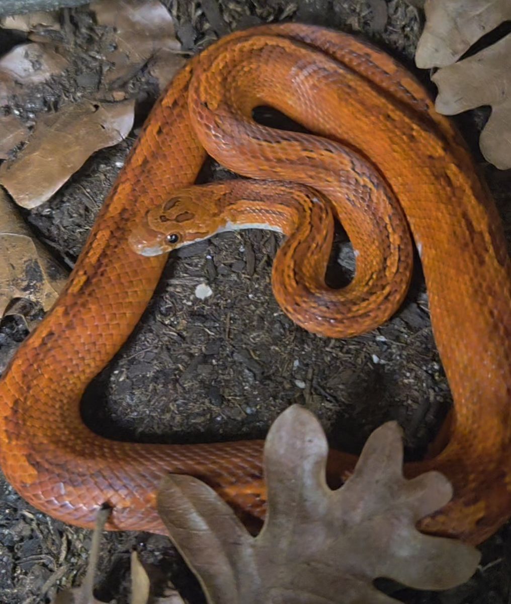Corn Snake