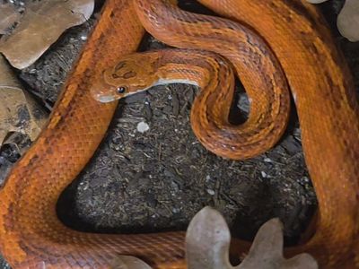 Corn Snake