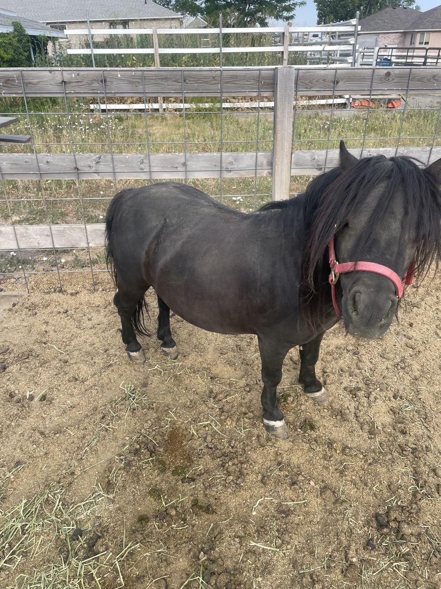 Mini Stallion