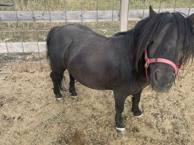 Mini Stallion