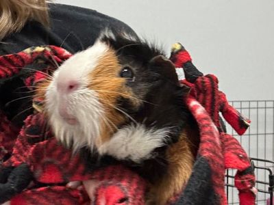 Hello my name is Coco