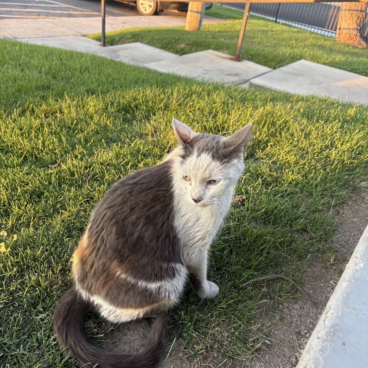 Cat in need of a home