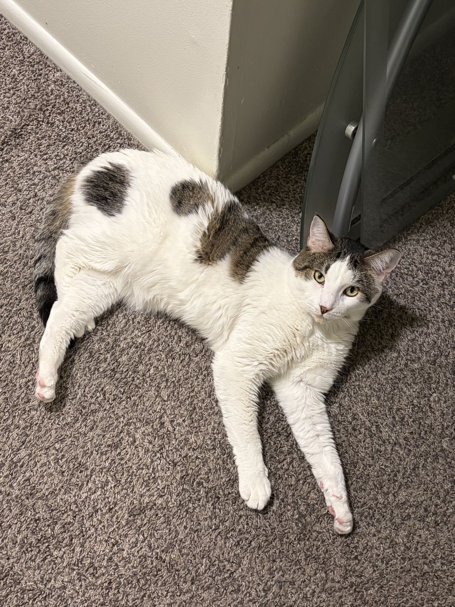 MISSING white Calico Male Cate