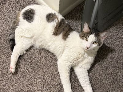 MISSING white Calico Male Cate