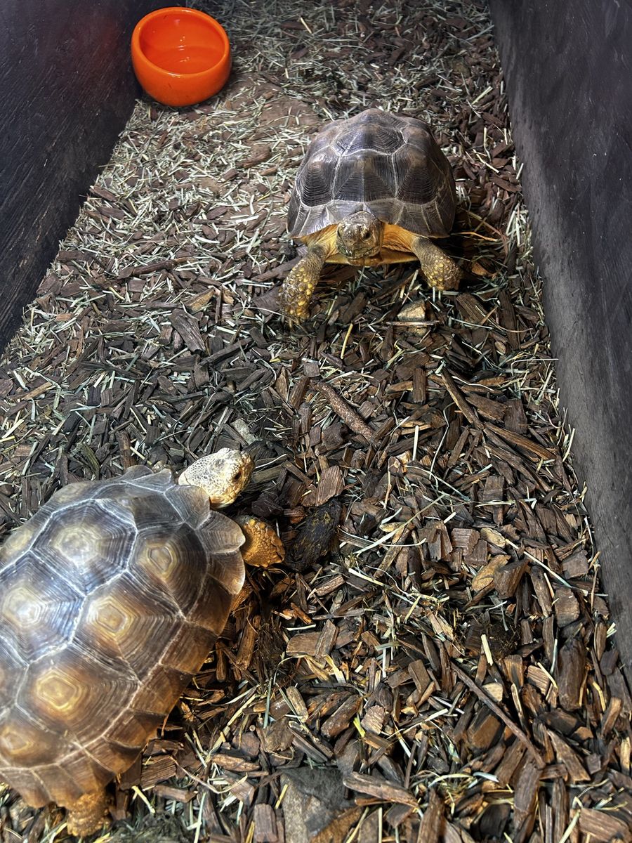 2 sulcata tortoises , Large Wooden Tortoise Table Enclosure with Light Fixtures and Accessories