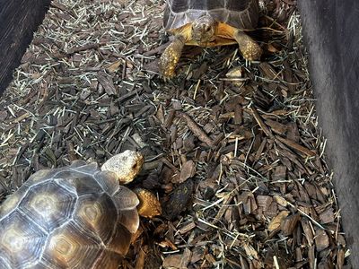 2 sulcata tortoises , Large Wooden Tortoise Table Enclosure with Light Fixtures and Accessories