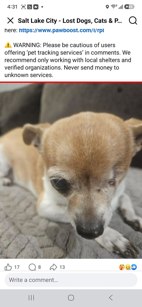 Lost dog