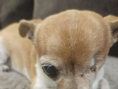 Lost dog