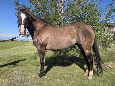 2020 AQHA Grulla Mare