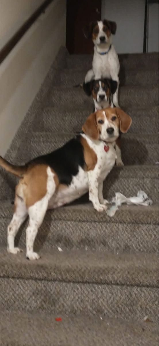 Missing Beagle