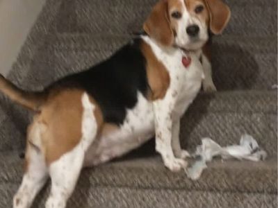 Missing Beagle