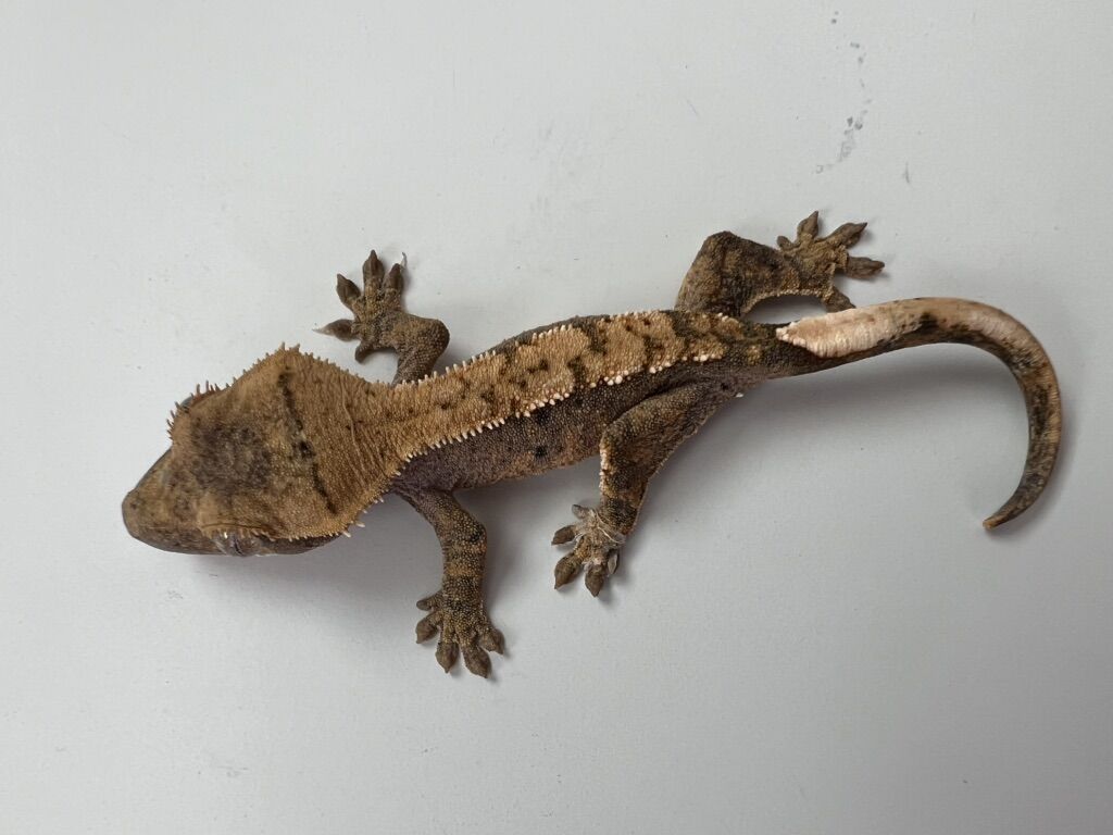 Cute Crested Gecko