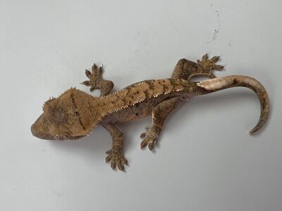 Cute Crested Gecko