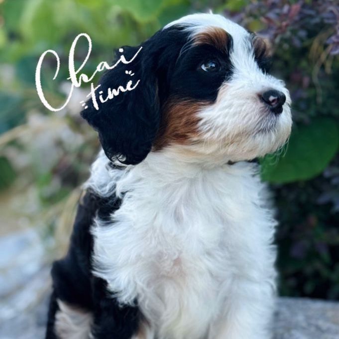 Mini Bernedoodles