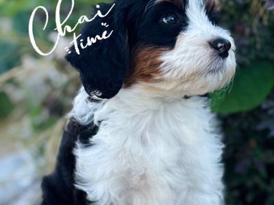 Mini Bernedoodles