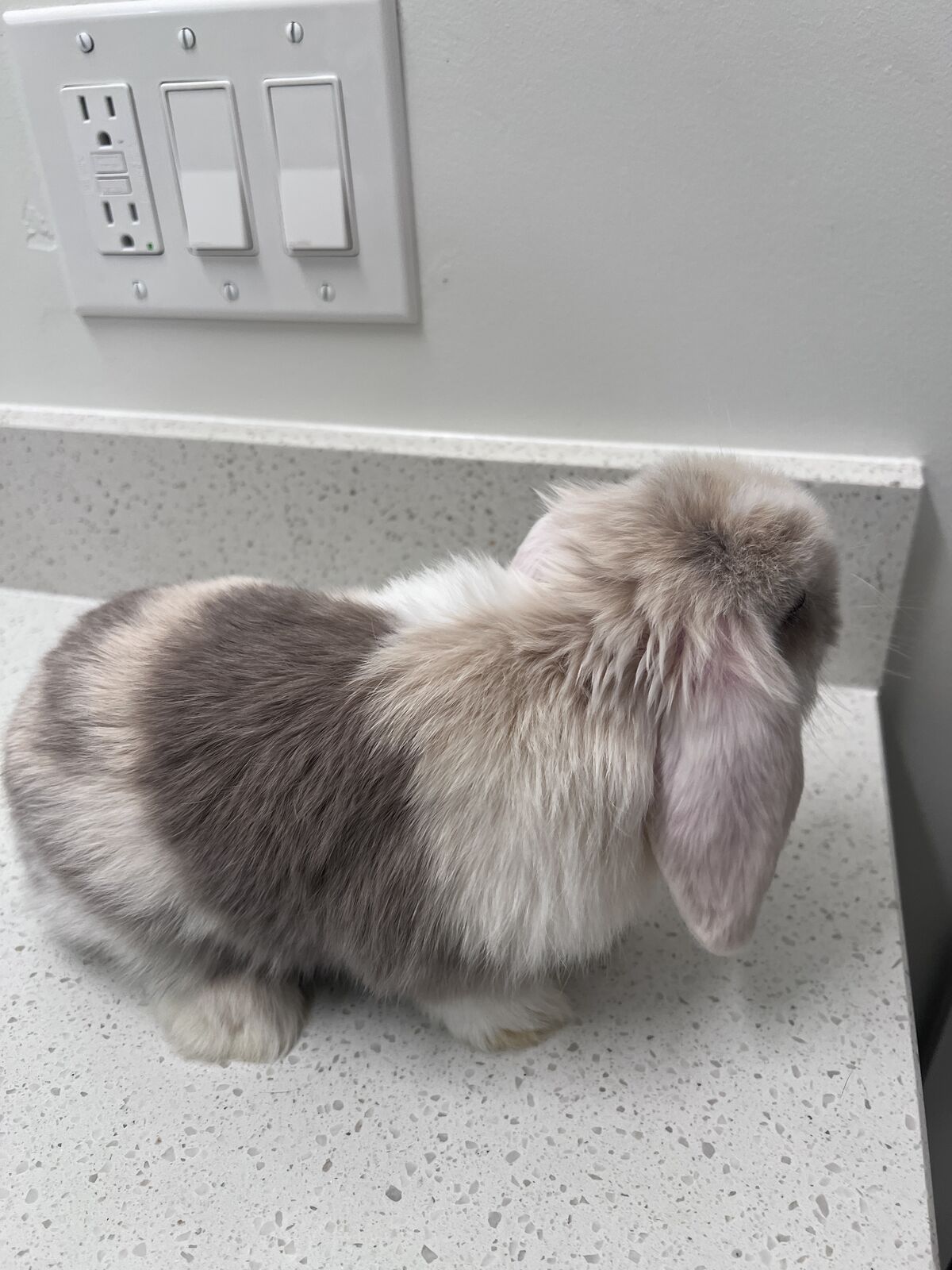 Cream Blue Fawn Holland Lop Blue Eyes