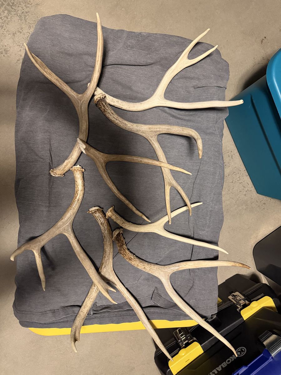 Antlers for sale