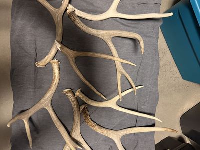 Antlers for sale