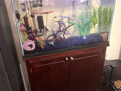 40 gal tall tank full setup!