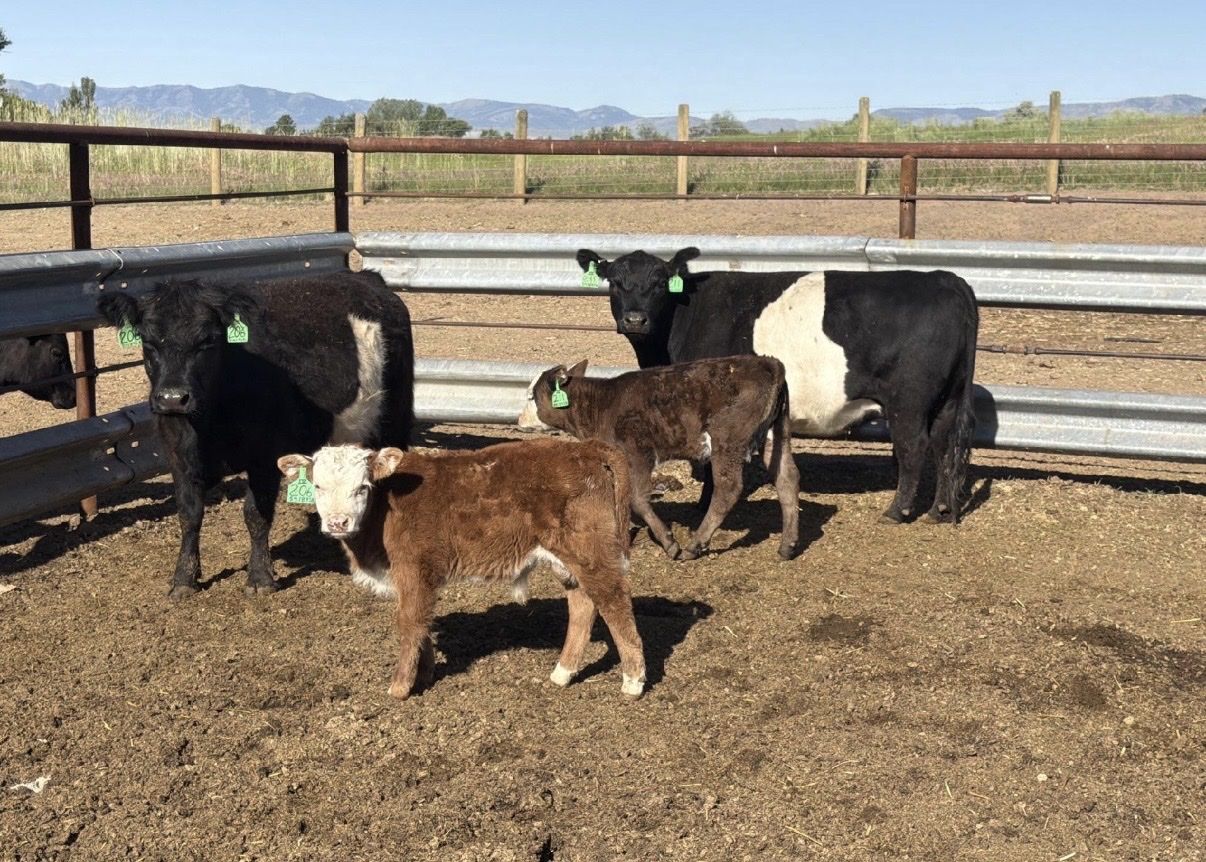 Young cow/calf pair