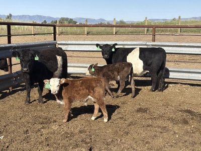 Young cow/calf pair